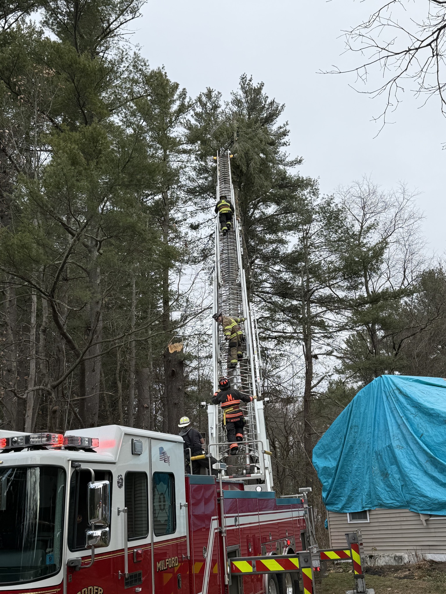 First responders save man from tree | News, Sports, Jobs - The Cabinet ...
